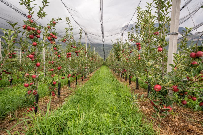 Apple Orchard with Protection Nets. Merano, Italy Stock Image Image