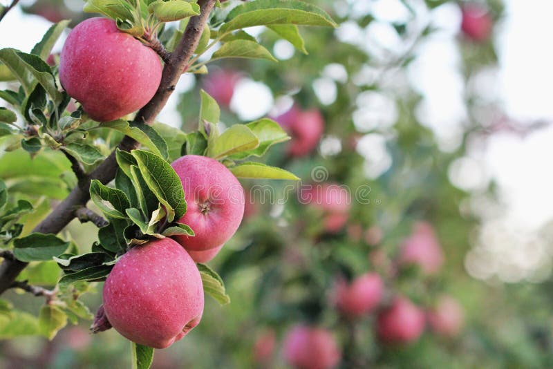 Apple orchard with  red ripe apples on the trees