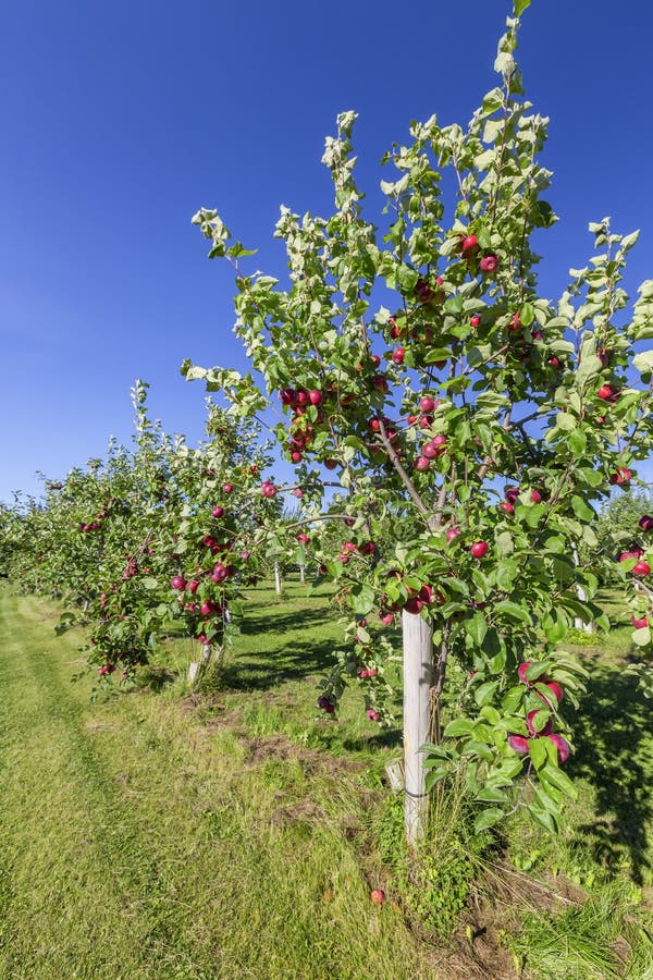 Apple Orchard stock image. Image of apple, healthy, bunch 27087347