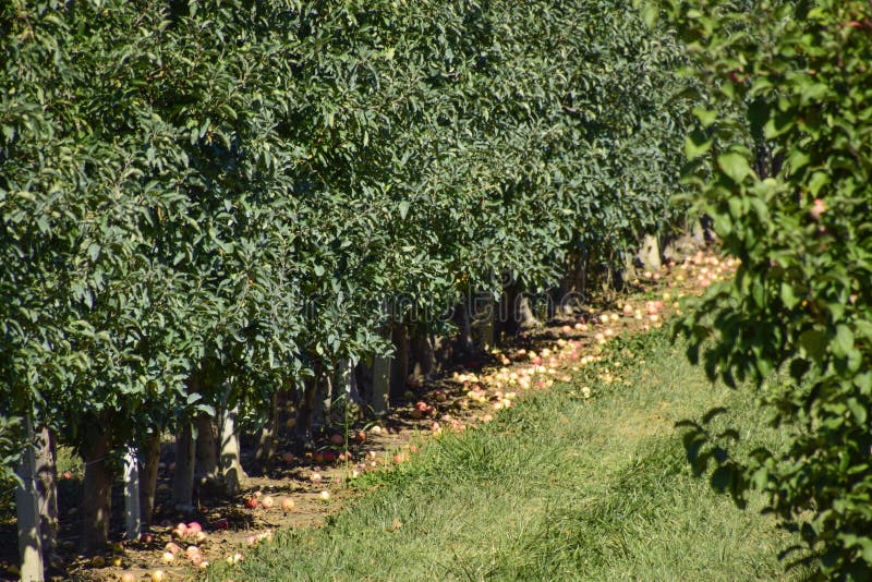 Apple Orchard. Rows of Trees and the Fruit of the Ground Under T Stock ...