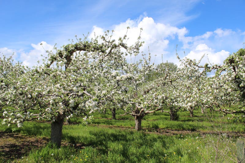 Apple orchard with trees in bloom stock image Apple orchard with trees in bloom stock image
