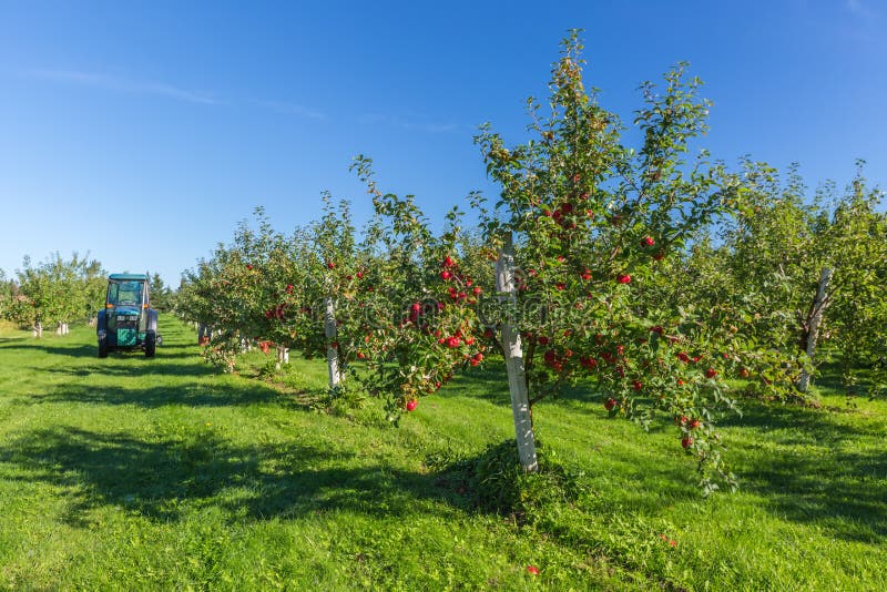 The orchard. stock image. Image of goodness, smooth, refreshing 1158577