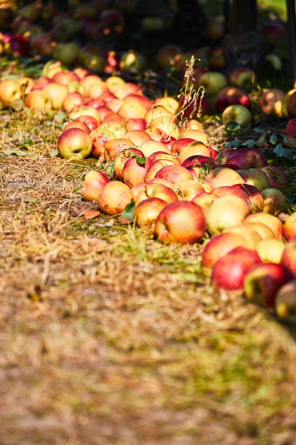 Apple orchard with view under tree and fallen rotting fruit on garden ground in autumn fall farm countryside