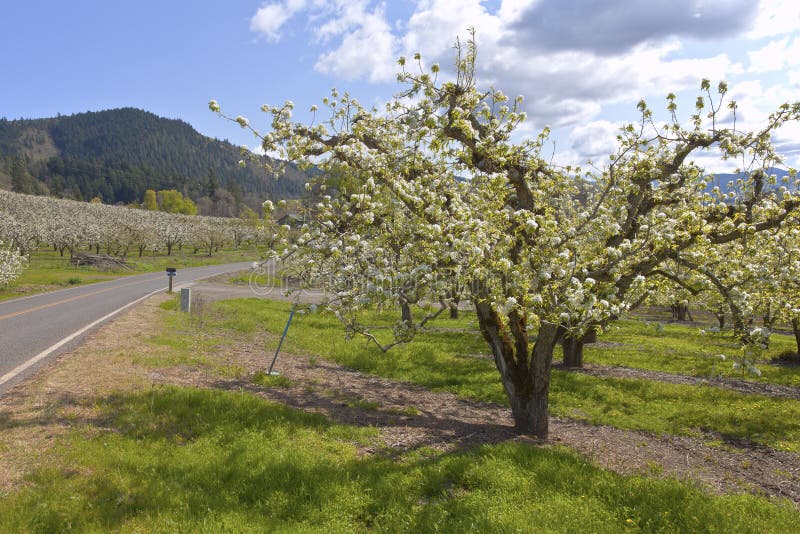 Apple Orchards in Hood River Oregon. Stock Image Image of farmland