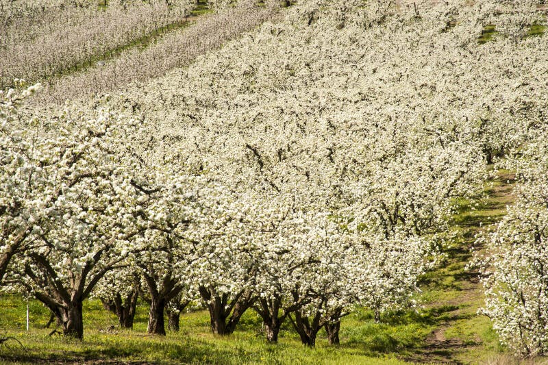 Apple orchards in spring