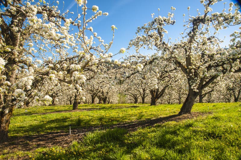 Apple orchards in spring