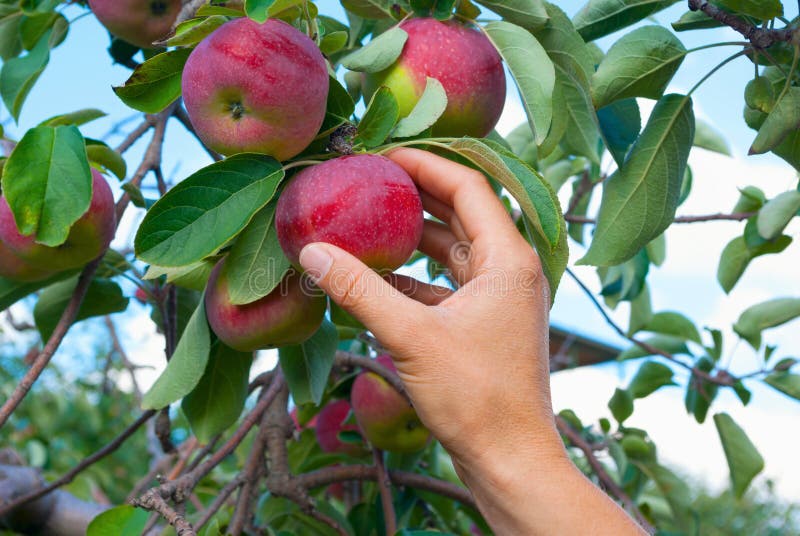 Apple picking