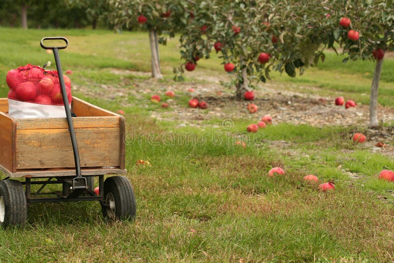 Apple Picking Season stock image. Image of cart, apples 6622769