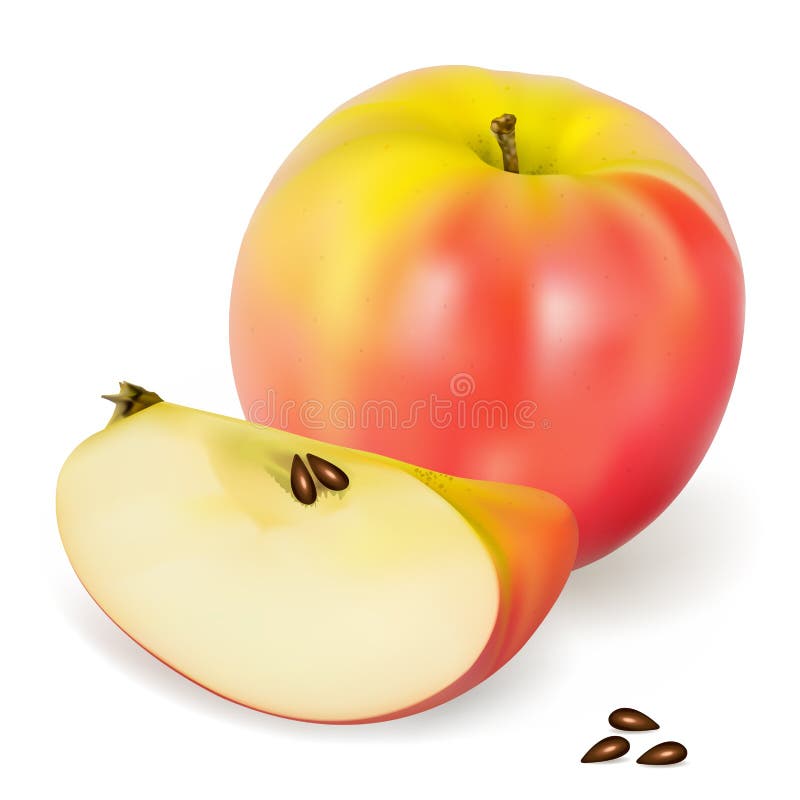 Apple Pink Lady stock vector. Illustration of market, detailed - 9282856