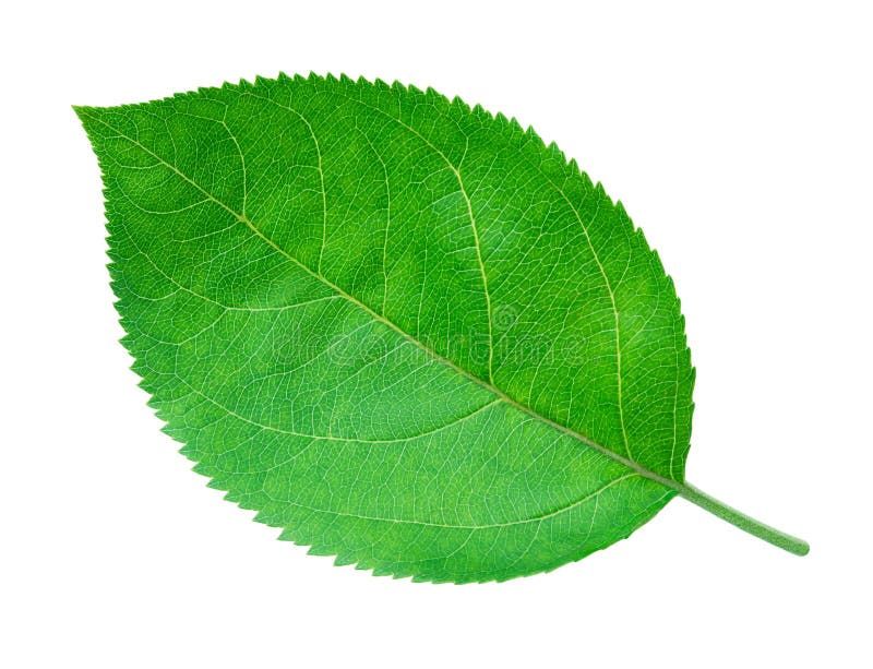 Apple poussent des feuilles d'isolement sur le blanc image stock Apple poussent des feuilles d'isolement sur le blanc image stock