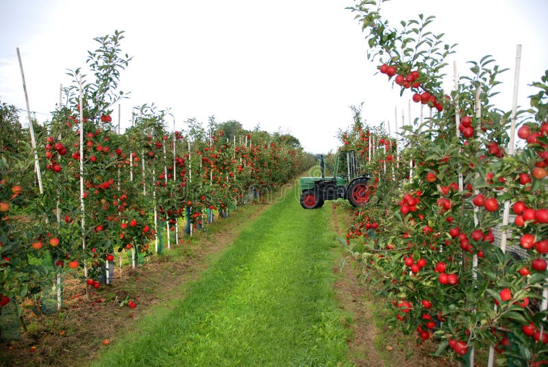 Harvest in apple orchard in atumn. Harvest in apple orchard in atumn