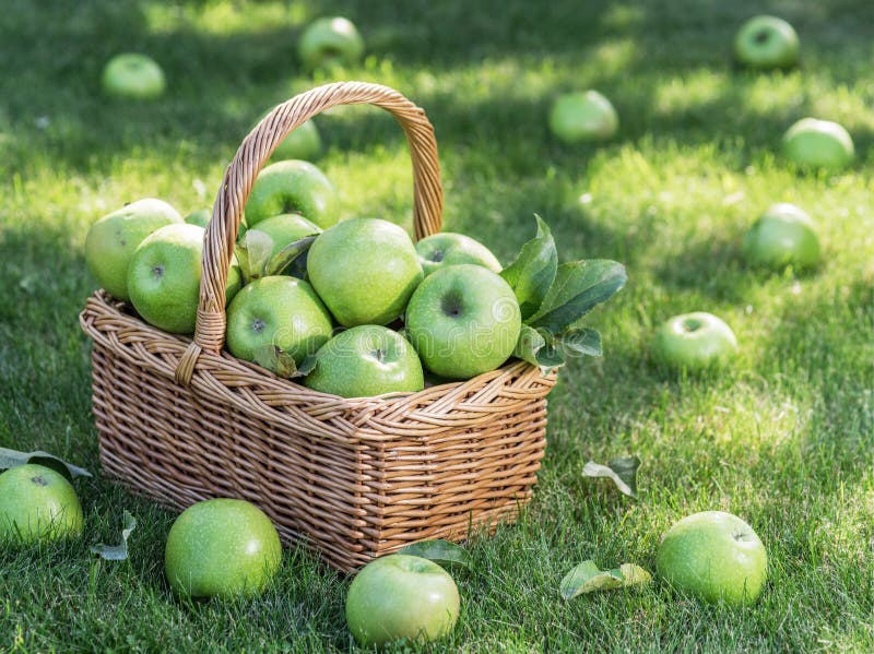 Apple raccoglie le mele verdi mature nel canestro sull'erba verde fotografie stock libere da diritti Apple raccoglie le mele verdi mature nel canestro sull'erba verde fotografie stock libere da diritti