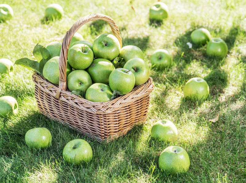 Apple raccoglie le mele verdi mature nel canestro sull'erba verde immagine stock Apple raccoglie le mele verdi mature nel canestro sull'erba verde immagine stock