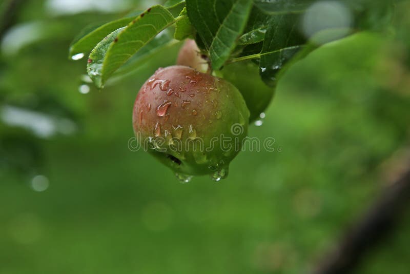 Apple with rain drop stock photo. Image of summer, drop 123793490