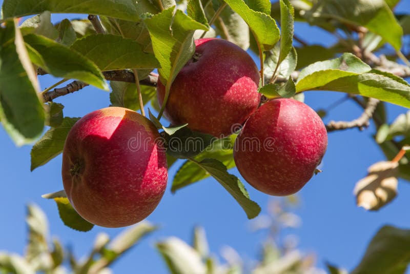 Apple Red Rome Tree Stock Photos Free & RoyaltyFree Stock Photos