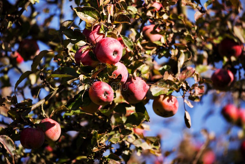 Apple rosso sul ramo di albero fotografia stock Apple rosso sul ramo di albero fotografia stock