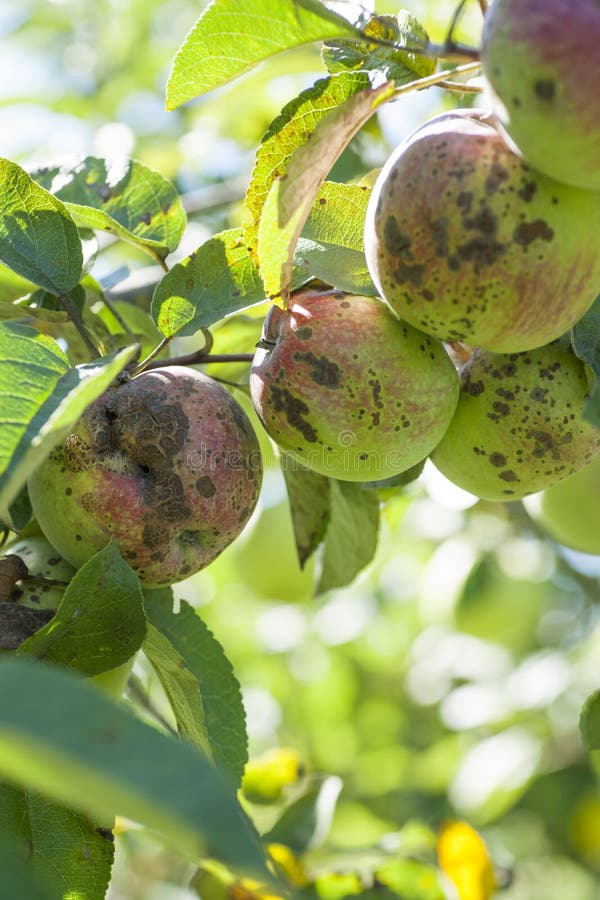 Apple scab disease