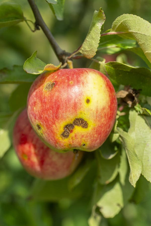 Apple scab disease