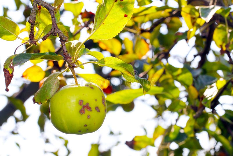 Apple scab, disease