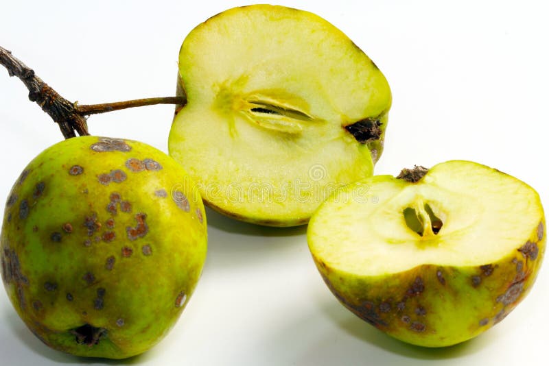 Apple scab, fruit disease