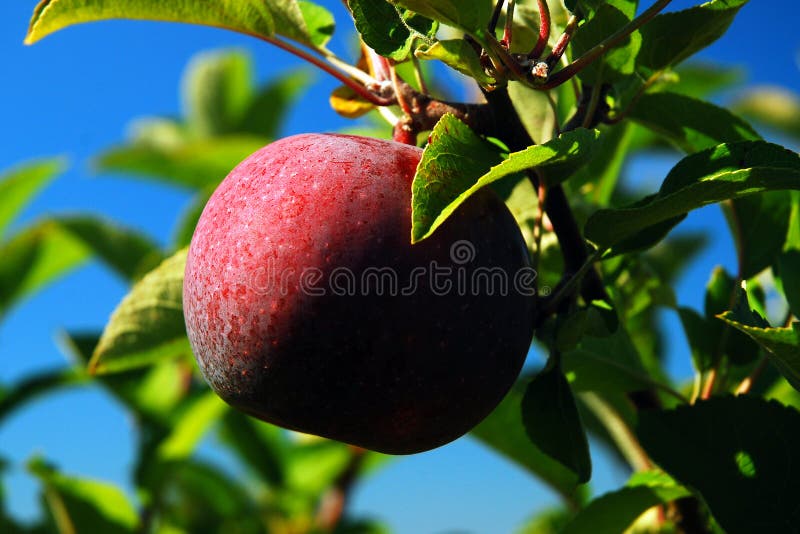Apple Season stock image. Image of farms, economics, autumn 79702207