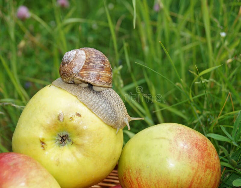 Snail on juice glass stock image. Image of hard, shell 3097513