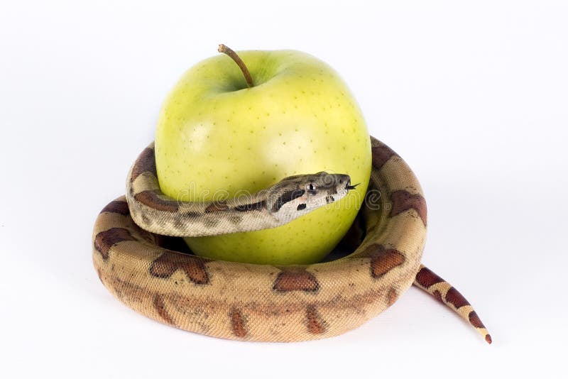 Apple and snake.