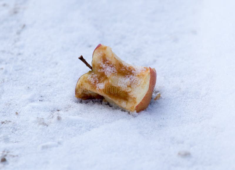 Apple on snow stock photo. Image of frozen, apple, snack - 105155658