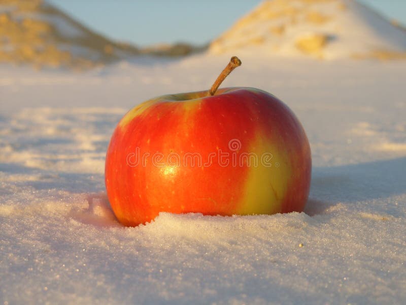 Apple on snow stock photo. Image of lifestyle, fruit 35832034