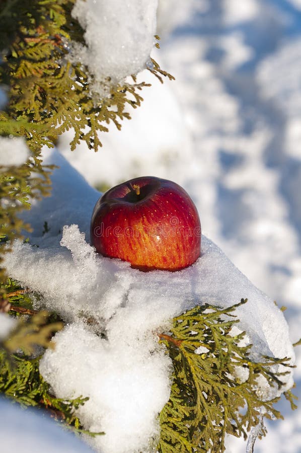 Apple in the snow stock photo. Image of cold, fresh, outdoor - 82947154