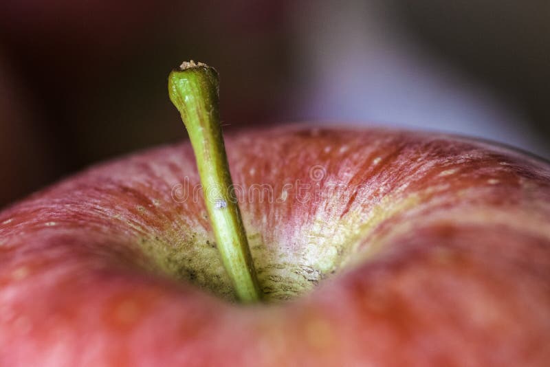 Apple Stem stock image. Image of produce, stem, diet, snack 227307