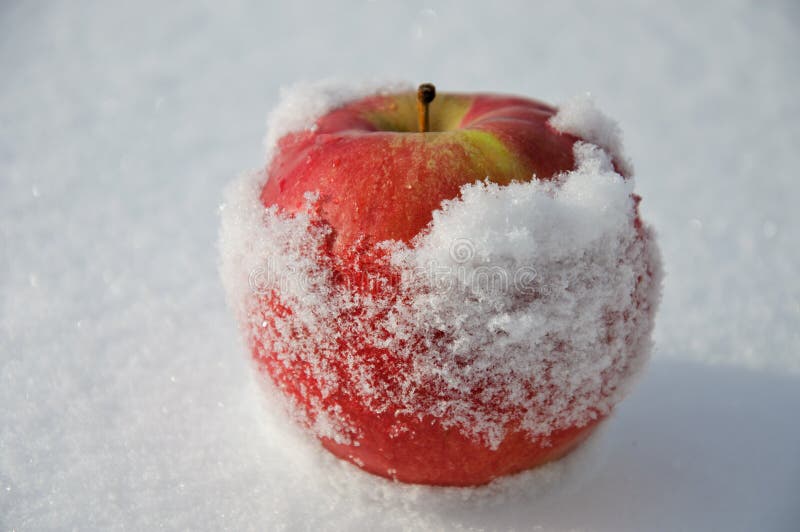 Apple in to snow stock photo. Image of bright, nutrition - 24022352