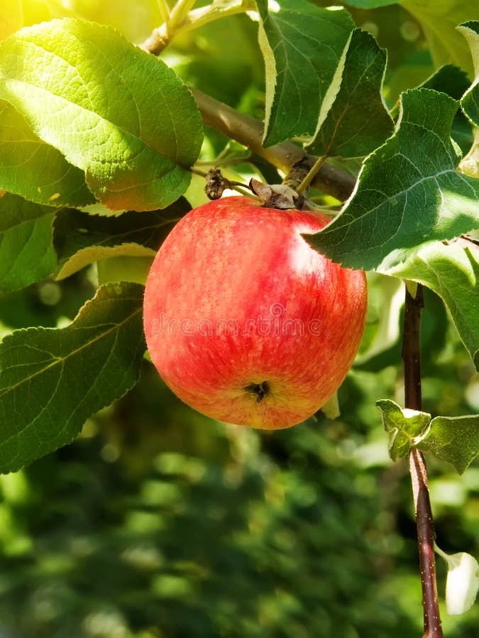 Apple on a tree