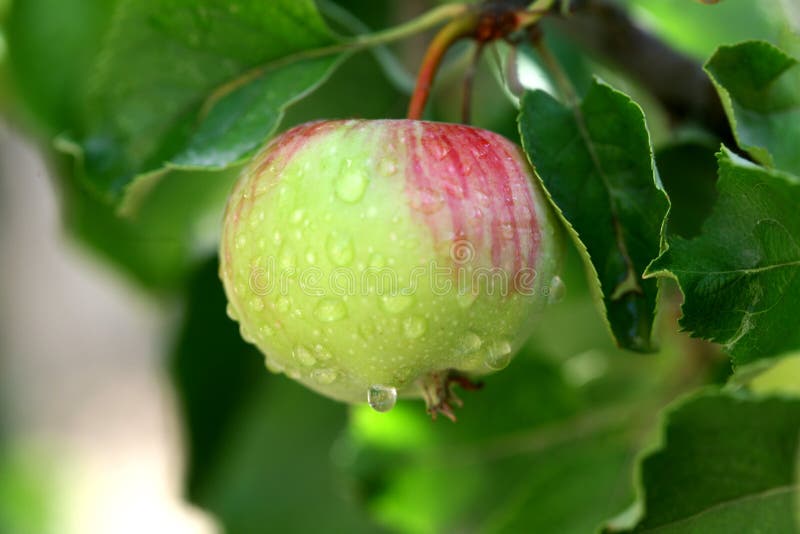Apple tree stock photo. Image of fruits, apples, fields 21228338