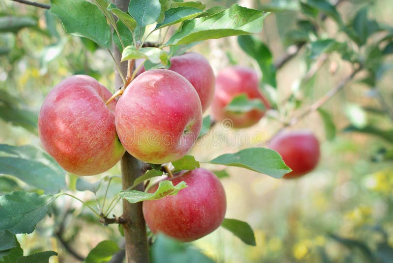 Árbol de manzana manzanas.