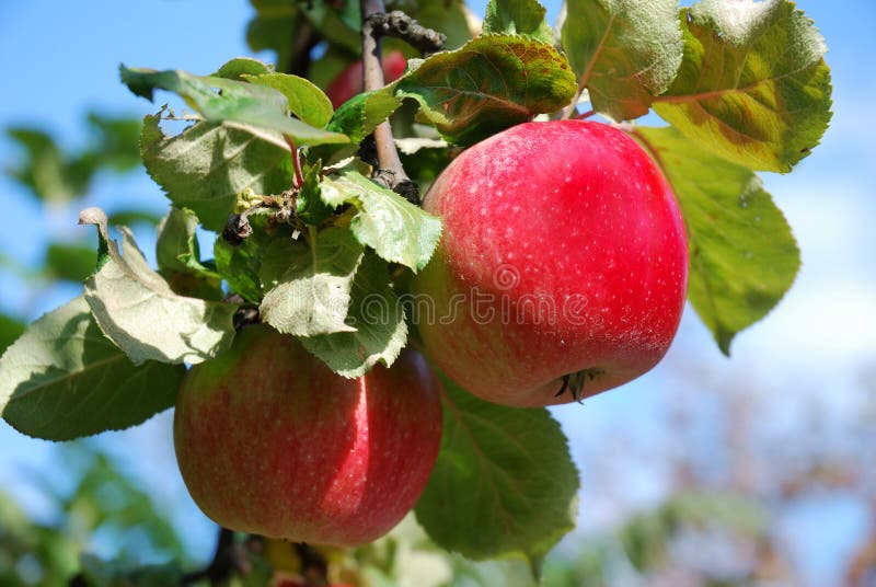 Apple tree