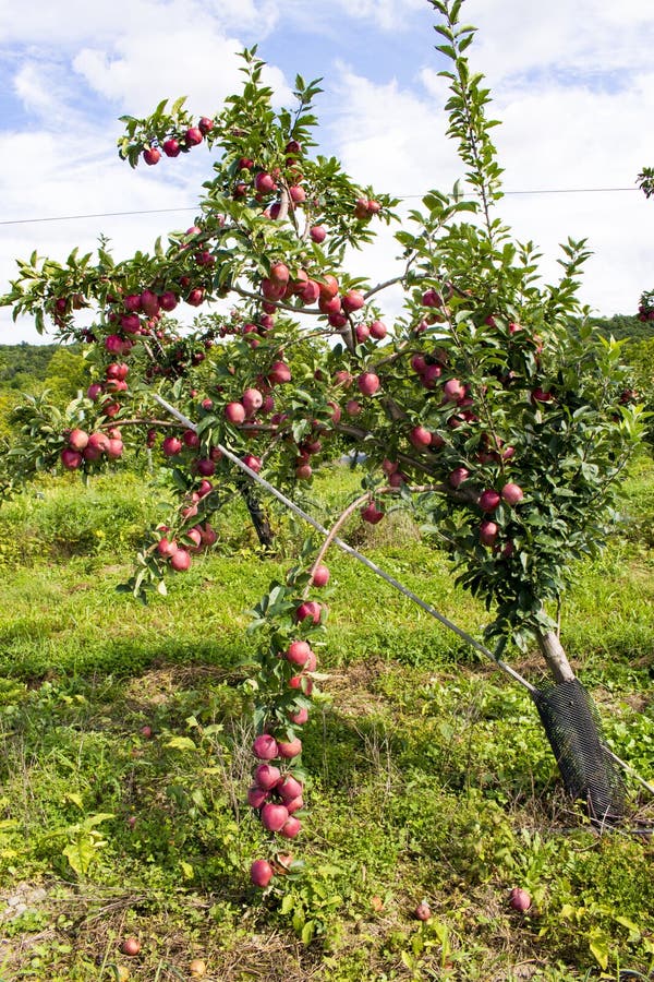 Apple Tree in Apple Orchard in Upstate NY Stock Image Image of apple