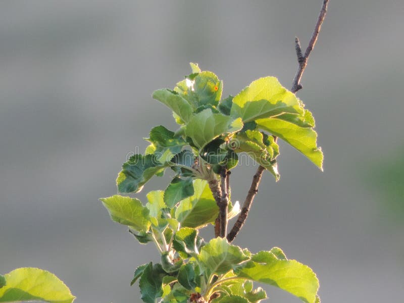 Apple tree apples green flowers royalty free stock images