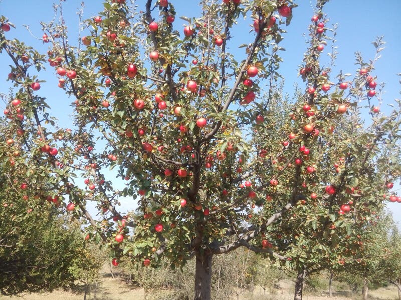 apple tree images in india