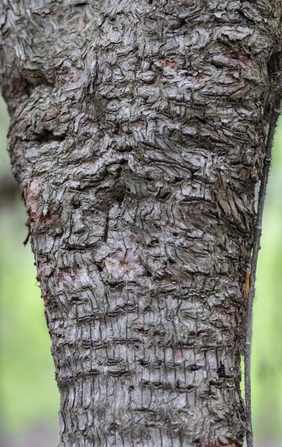 Strange Apple Tree Bark Pattern Stock Photo - Image of light, rippling