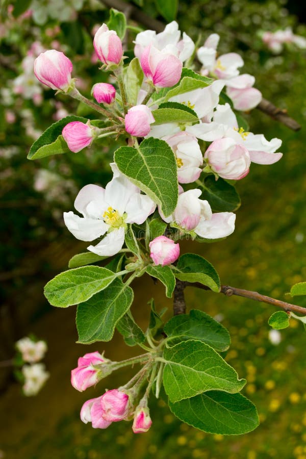 Apple tree in bloom stock photos