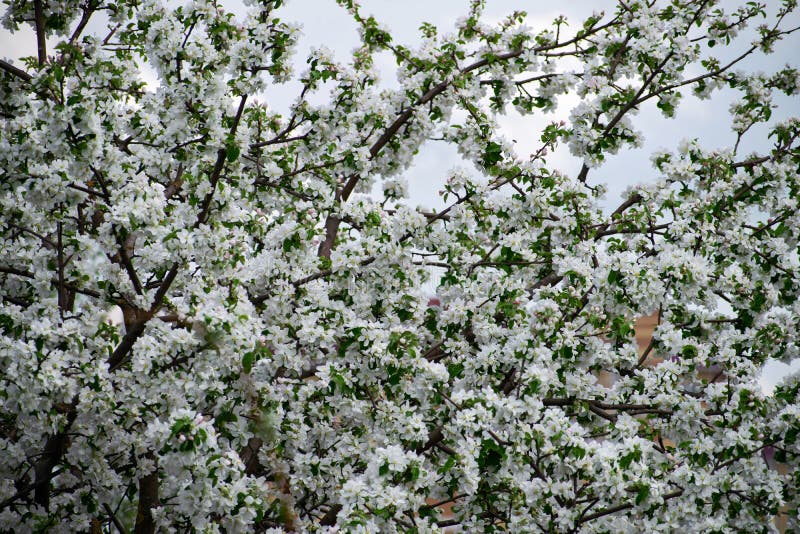 Apple Tree in Bloom. Apple Orchard,blooming Cherry Trees, Fruit Tree ...