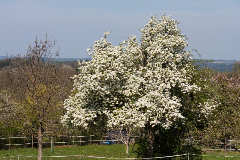 Apple Tree Bloom in South Germany Stock Photo Image of green, yellow