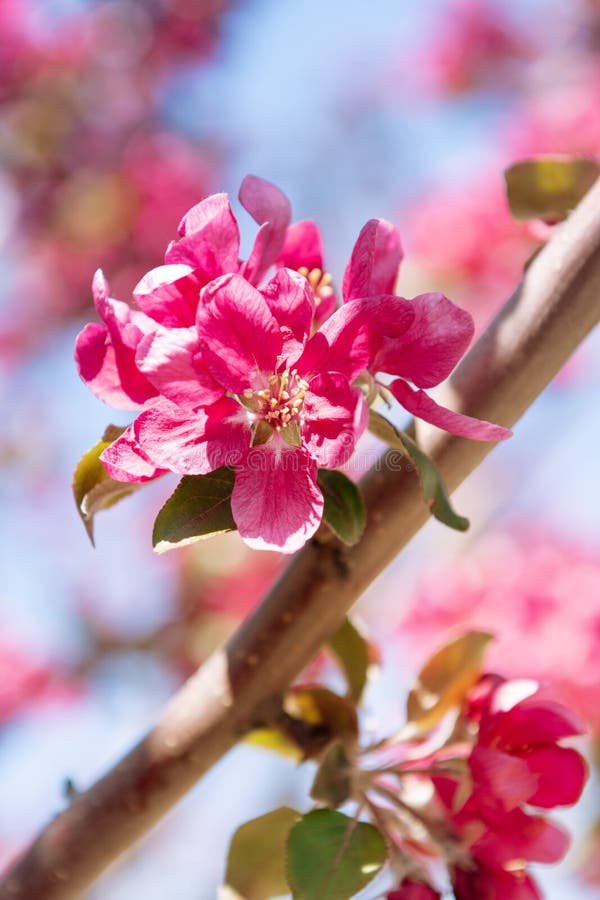 Apple Tree Blooming with Pink Flowers, Close Up Stock Image Image of