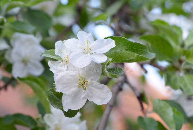 Apple Tree Blooming. White Beautiful Apple Tree Flowers. Stock Image