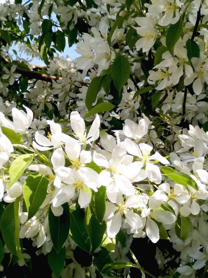 Apple Tree Blooming with White Flowers Stock Photo Image of farm