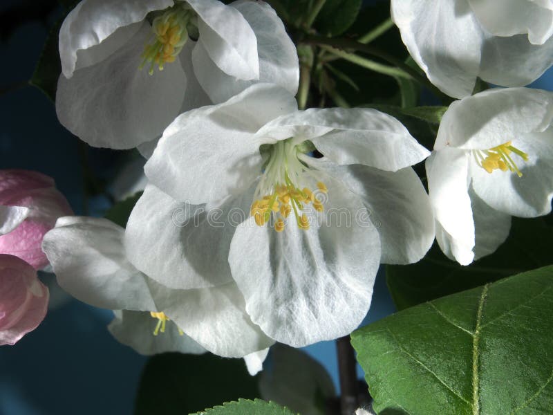Apple tree blooms. White petals of the opened flower buds. royalty free stock photo Apple tree blooms. White petals of the opened flower buds. royalty free stock photo