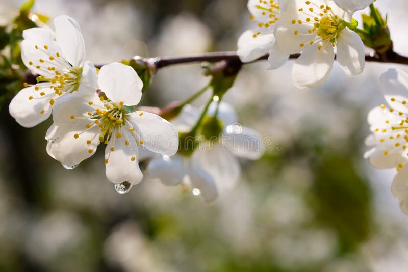 Apple tree blossom