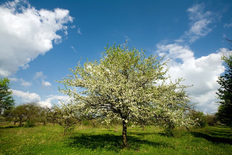 Apple tree in blossom