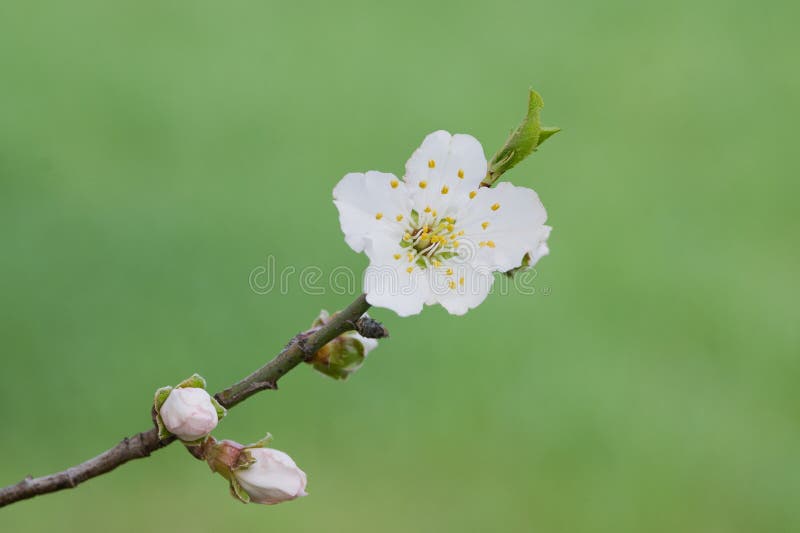 Apple tree blossom